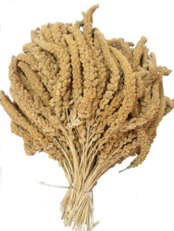 Hirsekolber franske gule ca. 400g