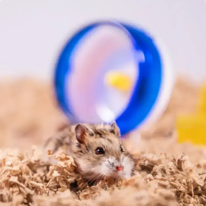 ÜBER Papirstrøelse 170 L | Støvfri bundstrøelse til smådyr