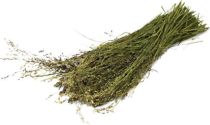 JR Farm Græshøst 80 g | Naturlig snack med vilde græsser til kanin og gnavere