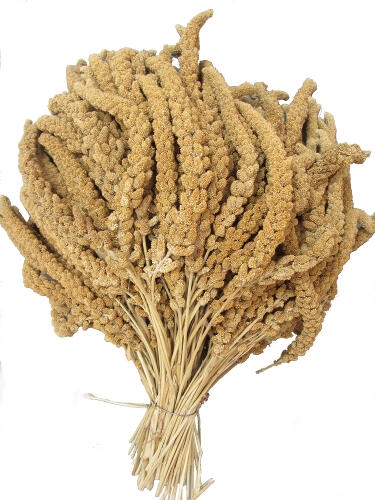 Hirsekolber franske gule ca. 400g