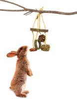 JR Farm Snack Uro – Fun and tasty entertainment for rodents and dwarf rabbits
